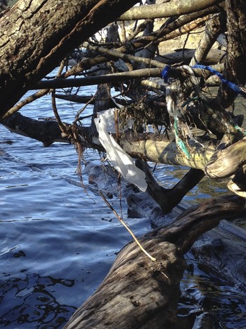 Plastic bags on an Orcas Island shoreline. Plastic bags not only choke wildlife