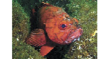 Rockfish Recovery Plan: your opportunity to comment
