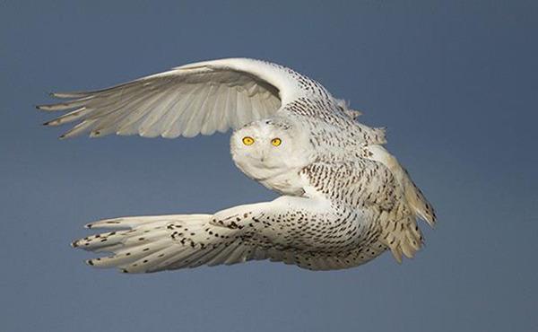 Snowy owl by photographer Paul Bannick.