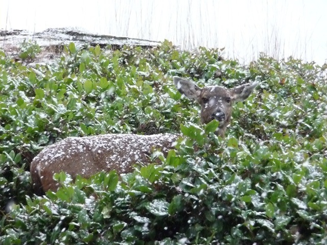 Lopez resident Caroline Di Diego captured this image of a snowy deer on the island.