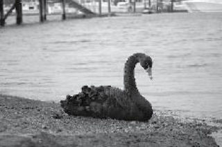 Rare black swan visits Lopez Island