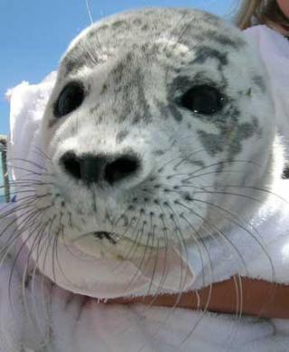 The harbor seal pup above is named Blakely.