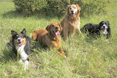 The Lopez Island Library is offering children the opportunity to read to therapy dogs this summer.