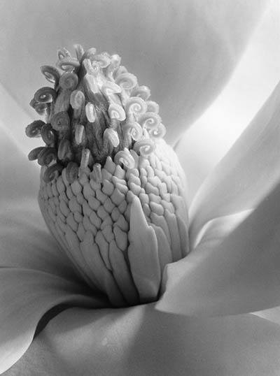 “Magnolia Blossom Tower of Jewels 1925