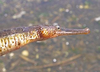 Bay pipefish