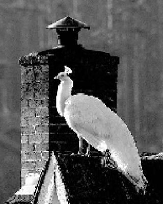 White peacock on a Lopez chimney.