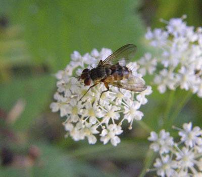 Flies outmaneuver birds