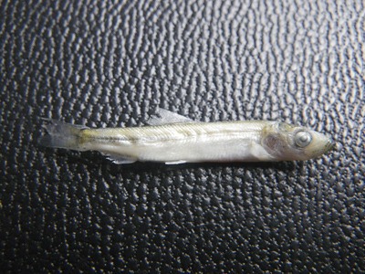 A 35 millimeter juvenile herring from Fisherman Bay.