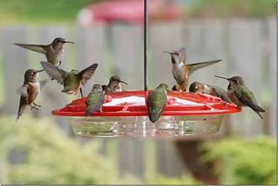 Hummingbirds at a feeder