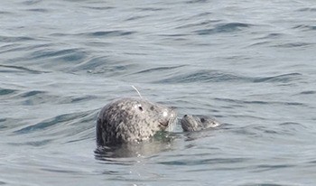 Mother and seal pup