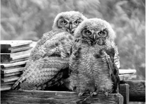 Two great horned owl fledglings