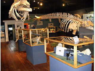 The Whale Museum Docent Training Program in Friday Harbor