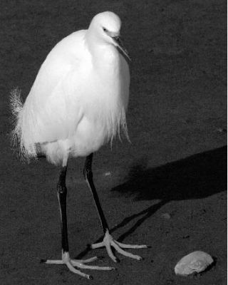 A Snowy Egret photographed by George Willis in January.