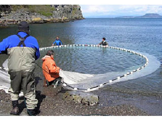 Lopez volunteers set an 80-foot seine at Watmough Bight