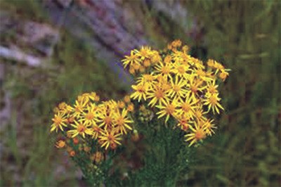 Tansy ragwort in bloom.