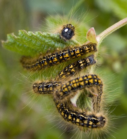 The white spot on this tent caterpillar looks like an eye but is actually a fly egg that will eventually hatch and devour its host.