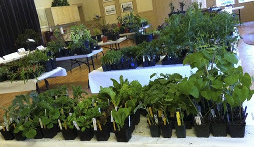 Lopez Island Garden Club is having their Annual Plant Sale & Silent Auction