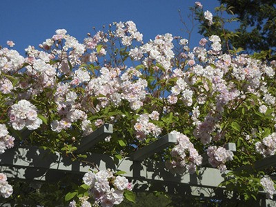 The Lopez Garden Club is hosting this year’s garden tour on Thursday June 13.