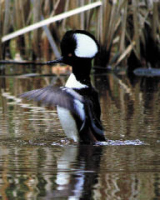 Left: male hooded merganser. Center: an Arctic Tern. Right: a Golden Eagle.