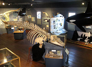 The Whale Museum wins Best Museum in the Northwest