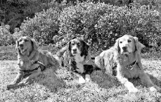 Three of the R.E.A.D dogs