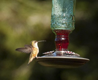 Hummingbird at a feeder on Orcas Island.