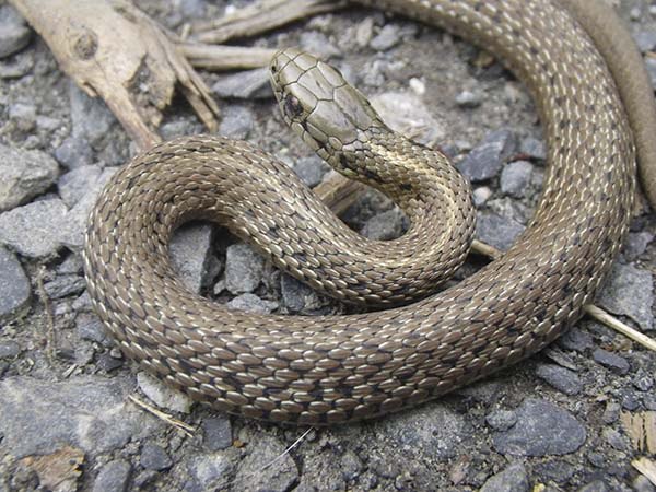 A Wandering Garter Snake resting in a trail.