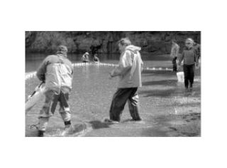 A photo of a beach seining done by volunteers with Kwiaht’s Russel Barsh (Center).