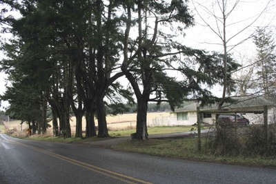 Disputed trees on John Domanics property