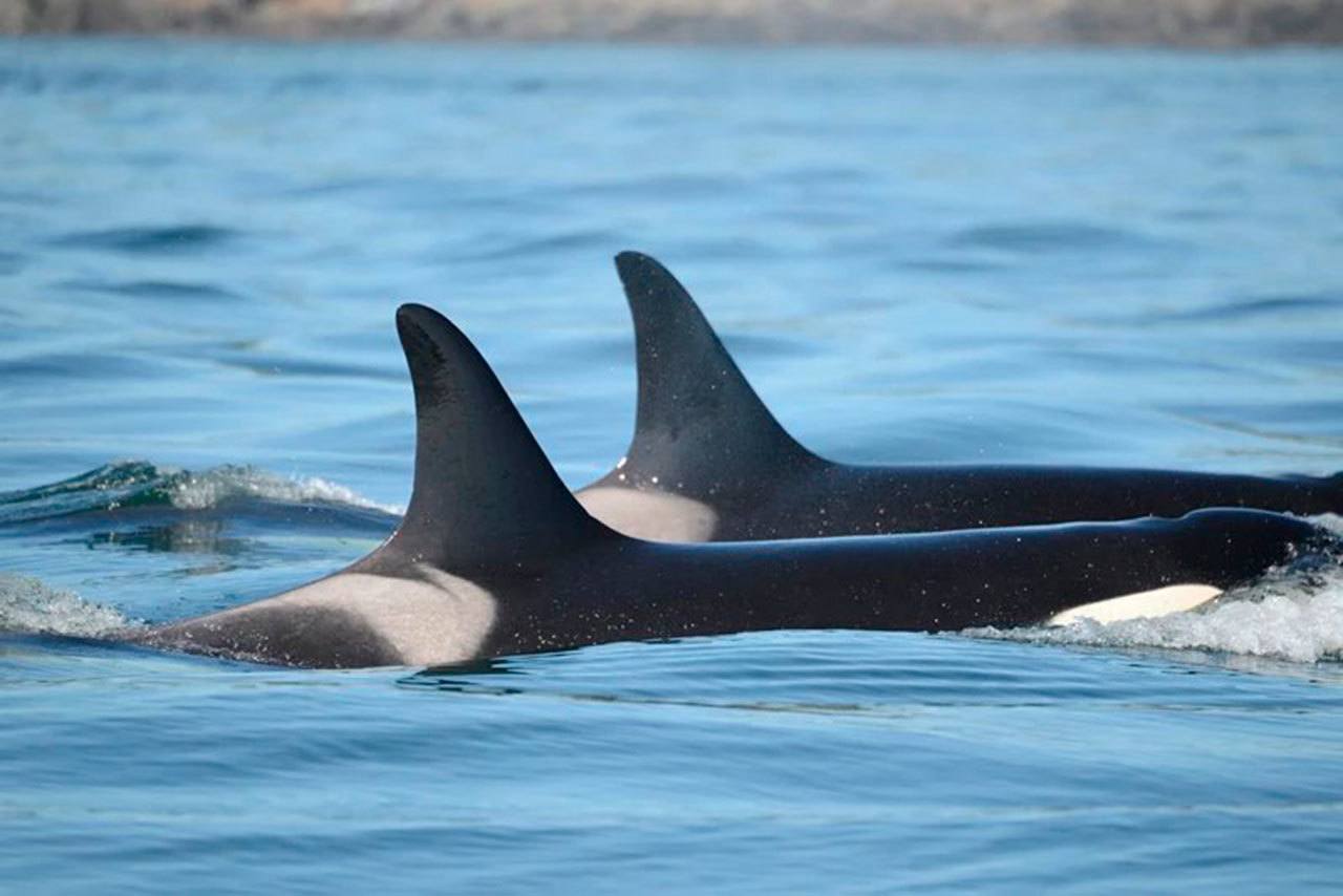 Contributed photo/Center for Whale Research                                Mom L47 swims with offspring L91 on July 31, 2016 in Haro Straight. Orca offspring stay with their moms their entire lives, even if they have children as well.