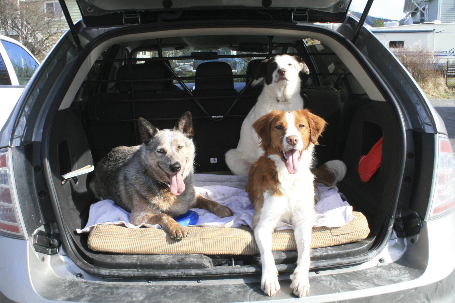 Sheriff warns of keeping pets in cars | Islands' Weekly