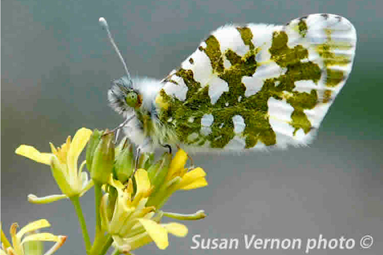 Fish and Wildlife proposes to list Island Marble Butterfly under Endangered Species Act