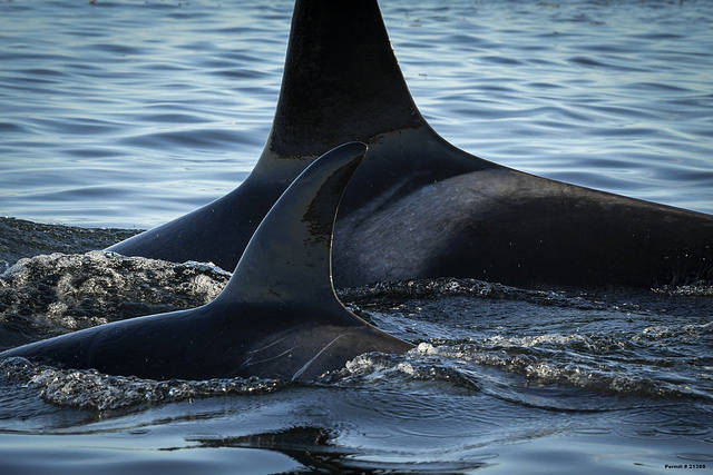 Contributed photo/NOAA Fisheries West Coast under permit 21368 J50 beside her sister J42.