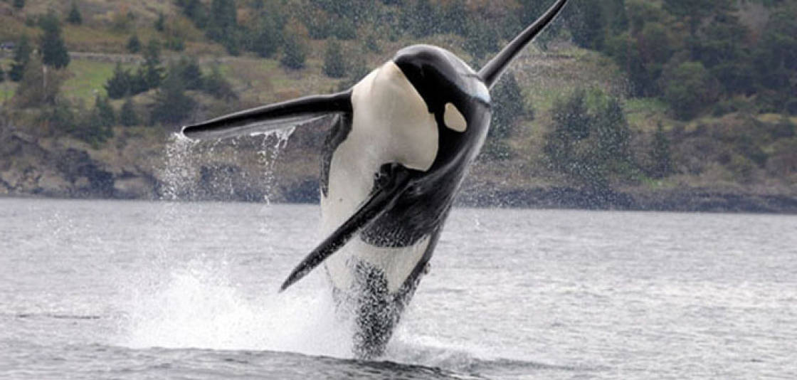 Are contaminants are killing local orcas? | Guest column