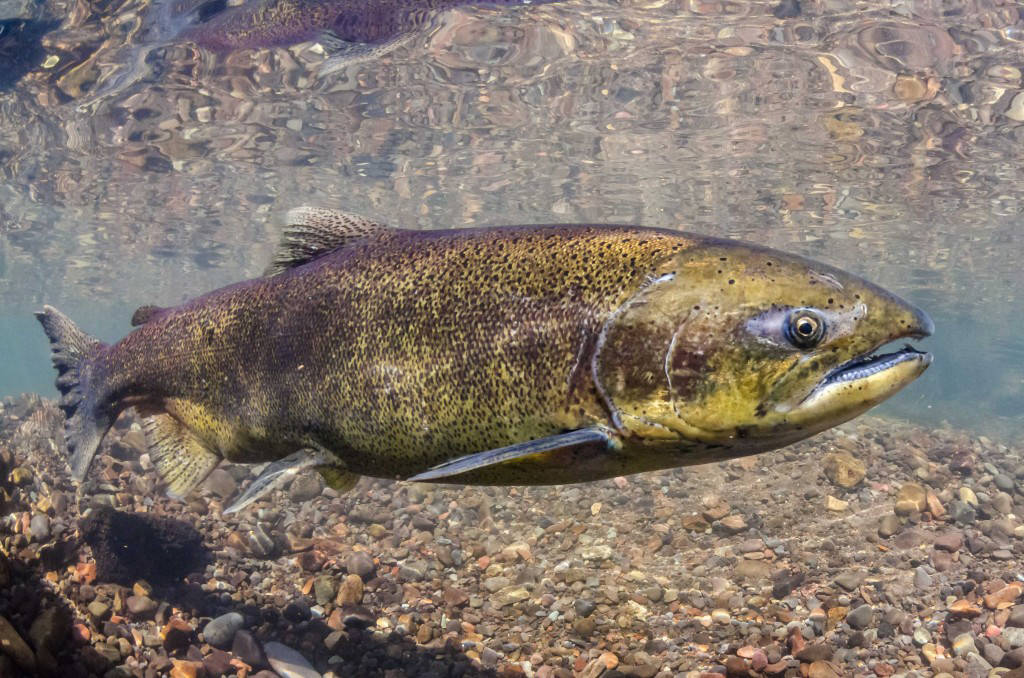 A Chinook salmon pictured in Oregon’s McKenzie River. This adult fish is shorter in length than its predecessors were. (Morgan Bond)