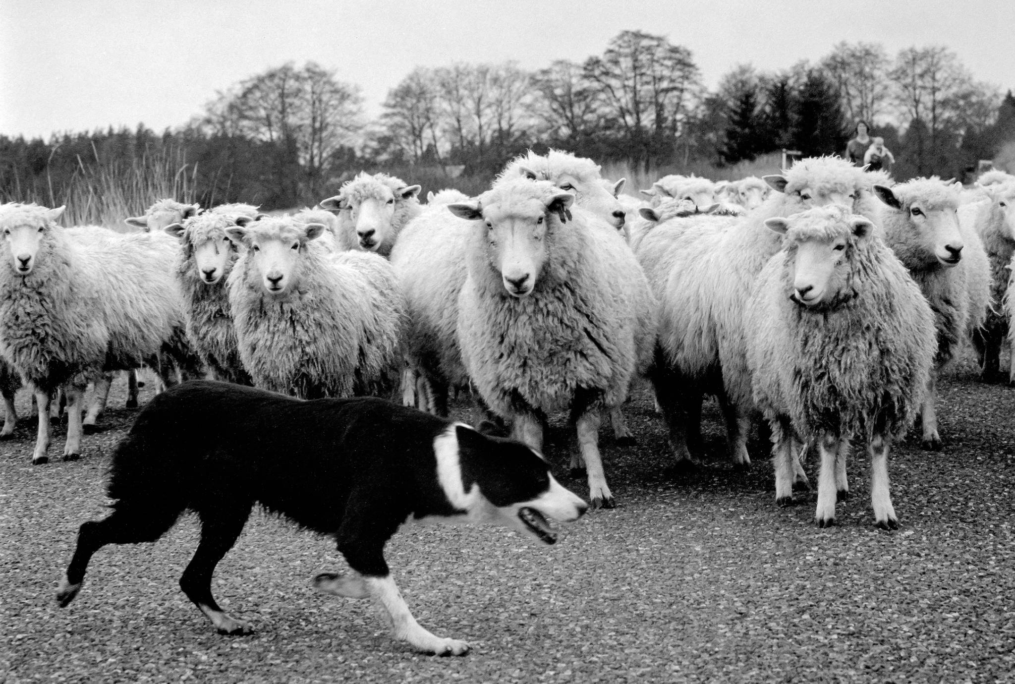 Steve Horn/Contributed photo                                Herding sheep on Hummel Lake Road, Lopez Island.