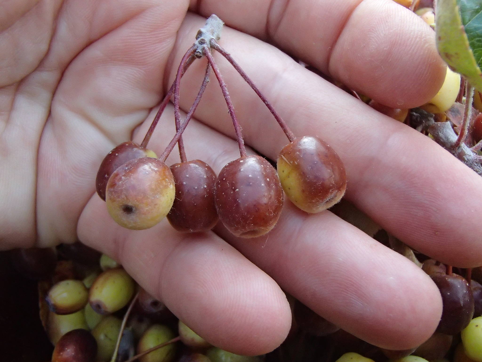 Native crabapple. (Contributed photo.)