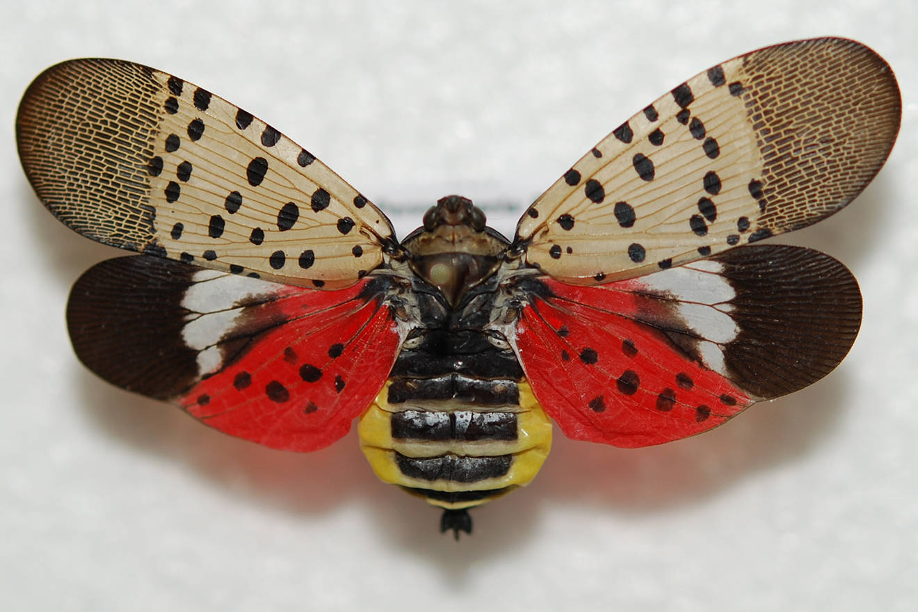 Pennsylvania Department of Agriculture/contributed photo                                Spotted lanternfly.