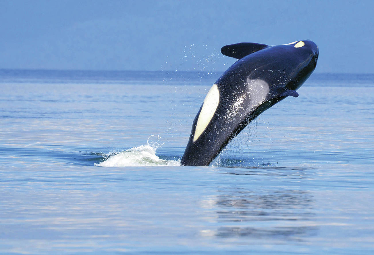 State receives more than $11 million in federal grants to benefit Southern resident orca and Chinook recovery