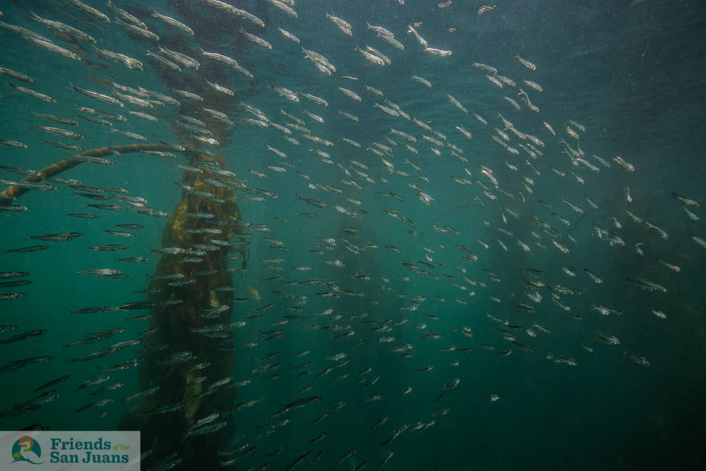 Jess Newley/Contributed photo                                Pacific herring off of San Juan Island.