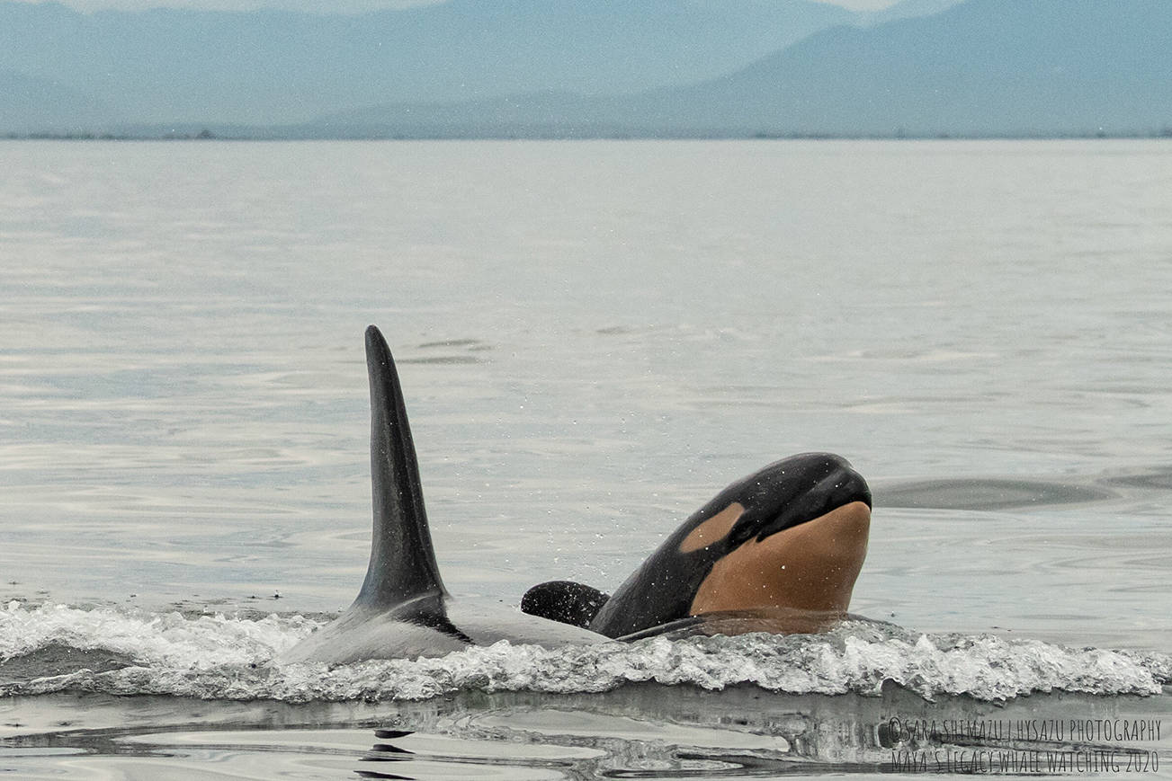 Photograph of J57. (Sara Hysong-Shimazu, Maya’s Legacy and the Pacific Whale Watch Association/contributed photo)