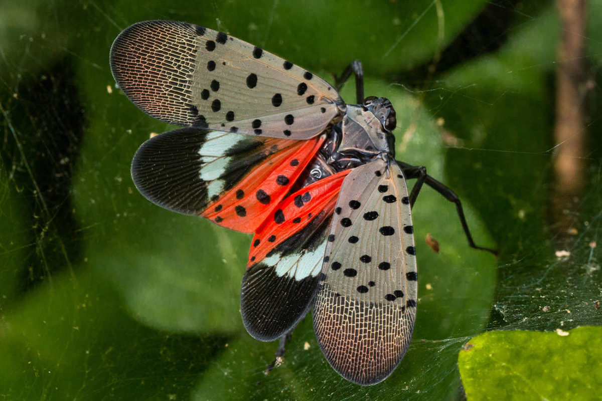 State officials ask you to check your trees for invasive insects ...