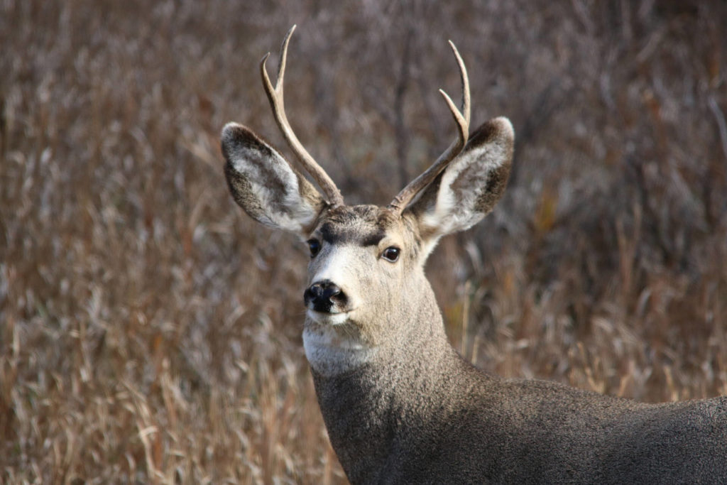 Open deer season Islands' Weekly