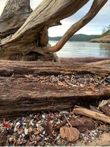 Contributed photo by Friends of the San Juans
After the king tide, a lot of microplastics are brought further up into the beach and deposited into nearshore vegetation. You may have noticed an increase in litter along our beaches—please help pick up this litter when you get the chance!