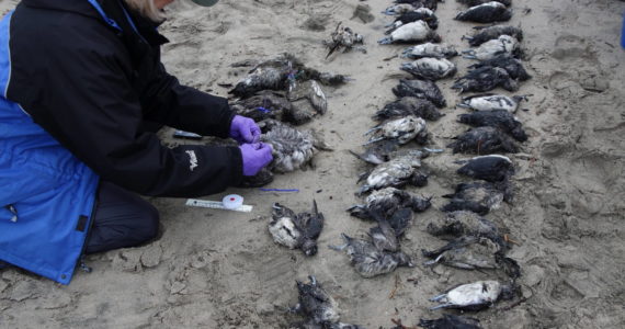 Contributed photo by COASST
A COASST volunteer surveys a day’s collection of seabirds.