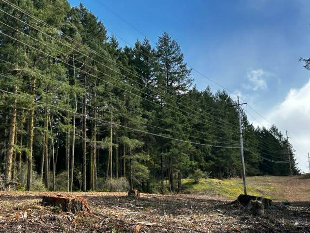 Heather Spaulding \ Staff photo
Clearing near Roche Harbor Road.