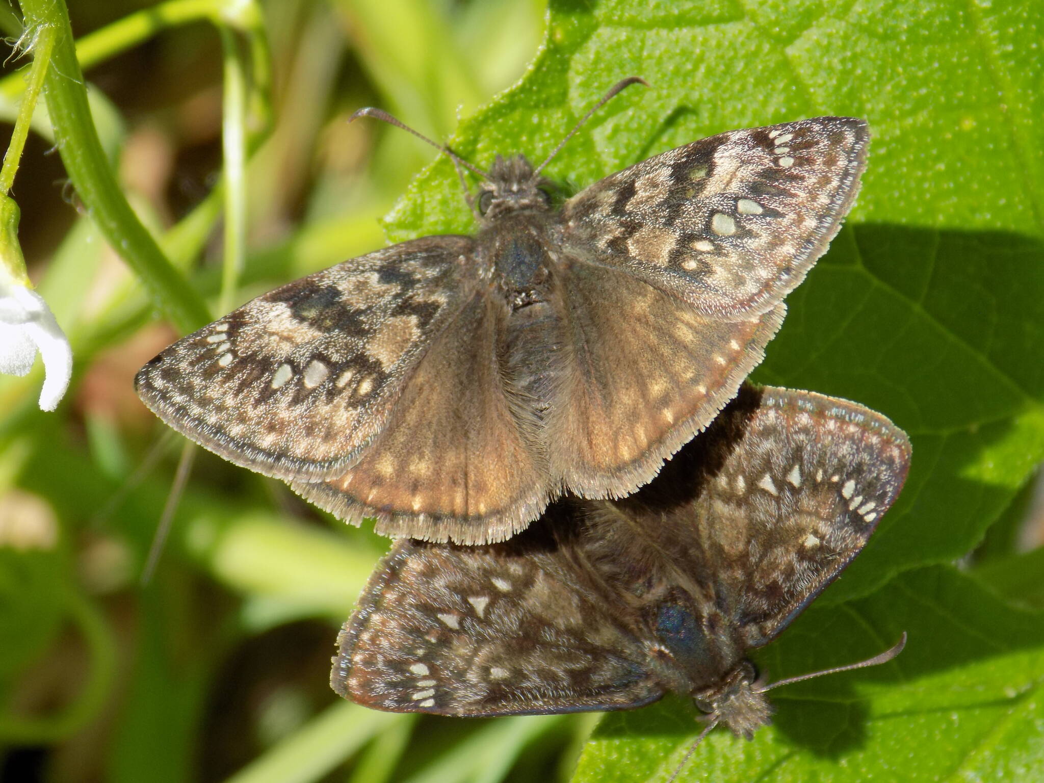 Contributed photo by Russel Barsh, Director of KWIAHT
Propertius Duskywing butterflies