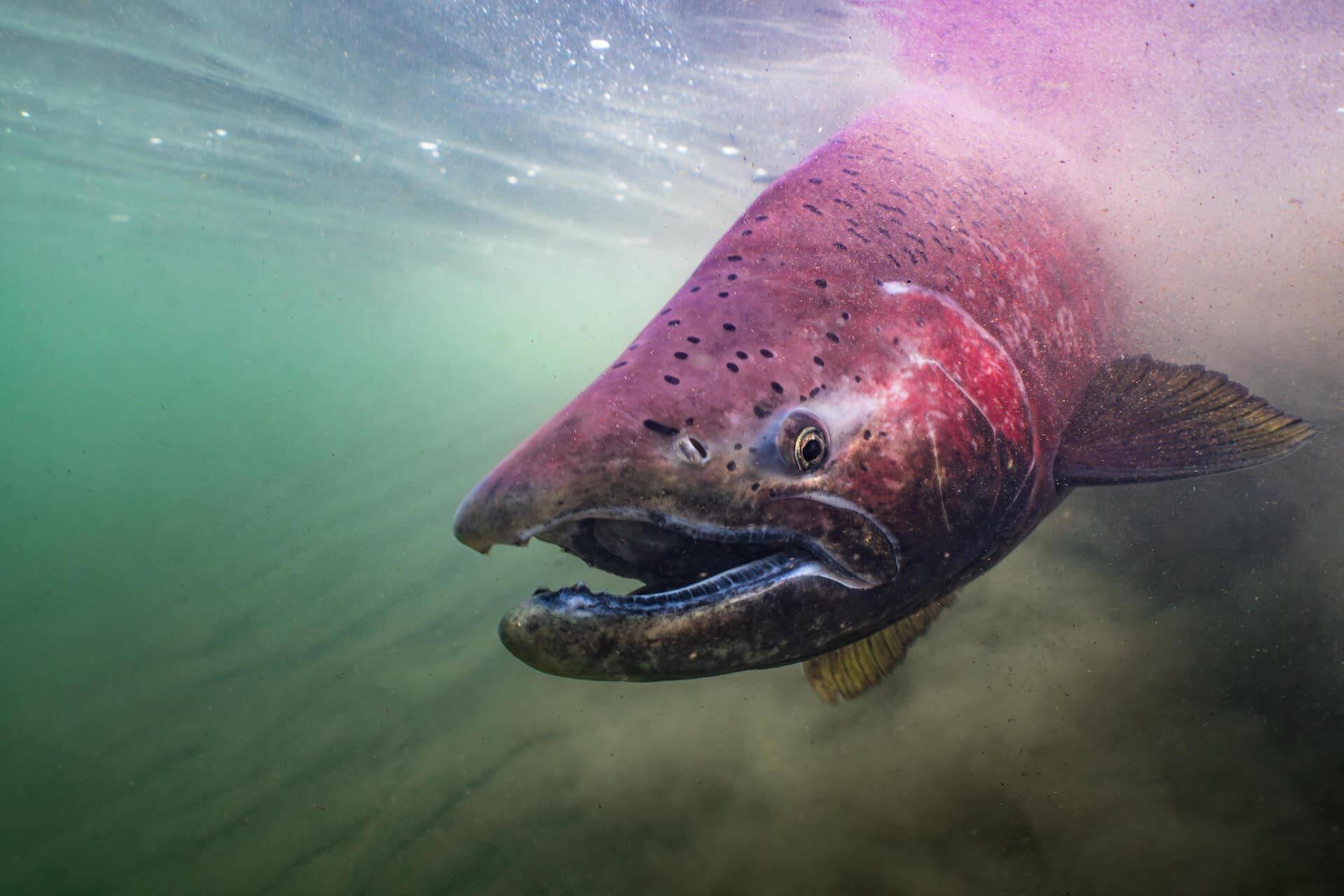 Photo by Ryan Hagerty/USFWS
A Chinook salmon is seen in an undated photo.