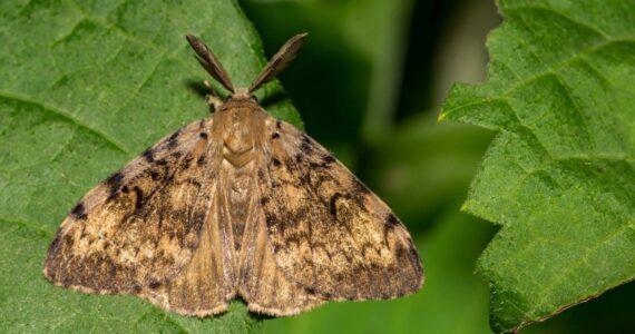 Stock photo
Spongy Moth