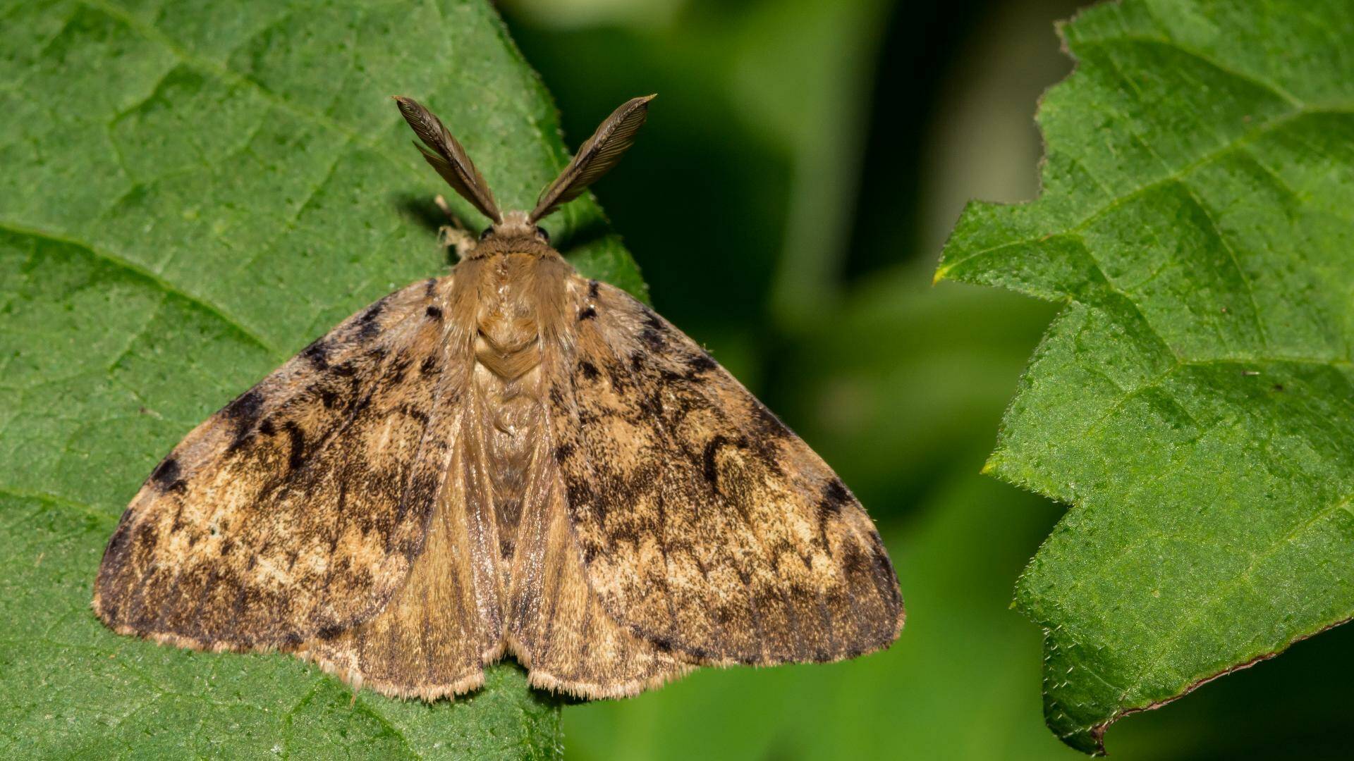 Stock photo
Spongy Moth